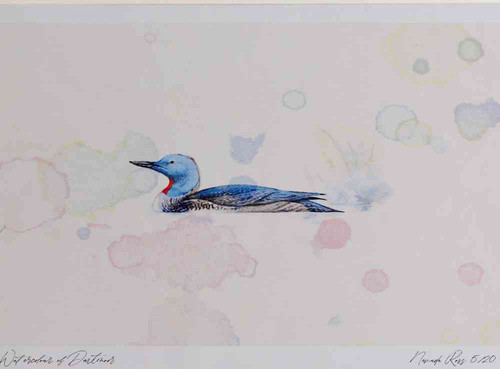 A4 red throated diver breeding plumage.jpg