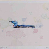 A4 red throated diver breeding plumage