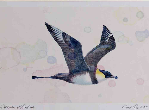 A4 pomarine skua paleform.jpg