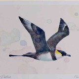 A4 pomarine skua paleform