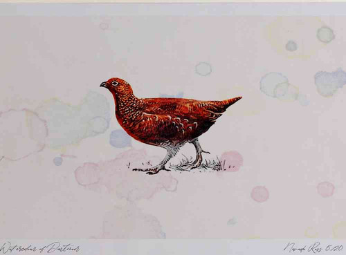 A4 red grouse female