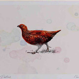 A4 red grouse female
