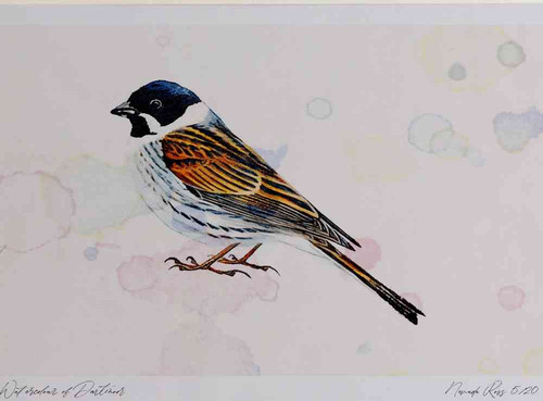 A4 reed bunting male.jpg