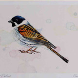A4 reed bunting male