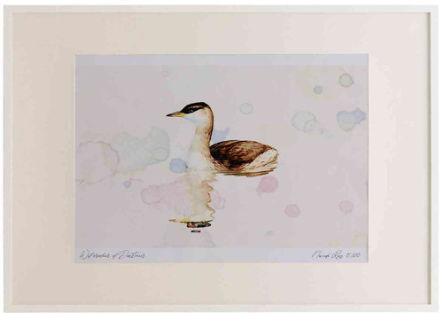A2 red necked grebe nonbreeding plumage.jpg