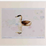 A2 red necked grebe nonbreeding plumage