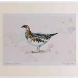 A2 ptarmigan