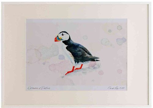 A2 puffin adult breeding plumage.jpg