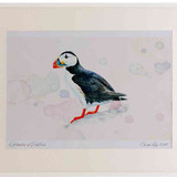A2 puffin adult breeding plumage