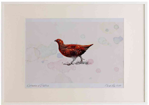 A2 red grouse female.jpg