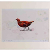 A2 red grouse female