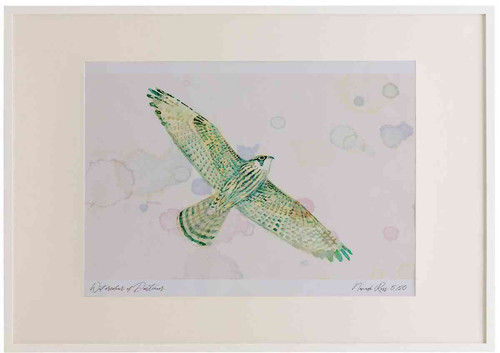 A2 peregrine juvenile inflight.jpg
