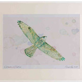 A2 peregrine juvenile inflight