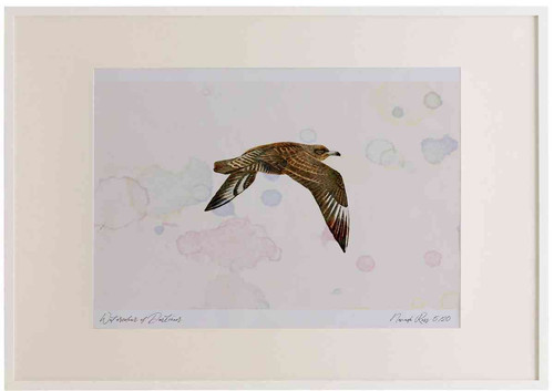 A2 pomarine skua juvenile.jpg