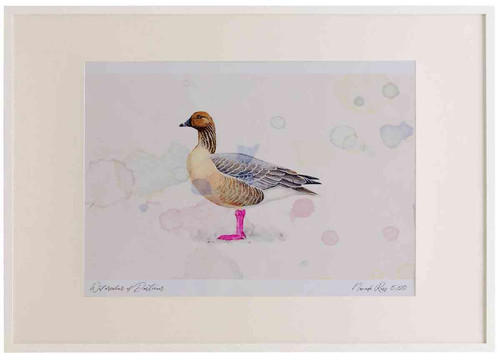 A2 pink footed goose.jpg