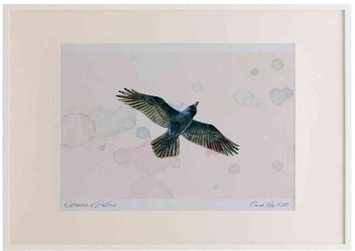 A2 raven inflight.jpg