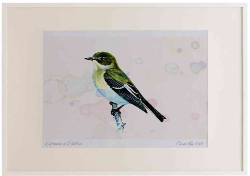 A2 pied flycatcher female.jpg