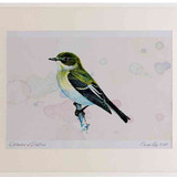 A2 pied flycatcher female