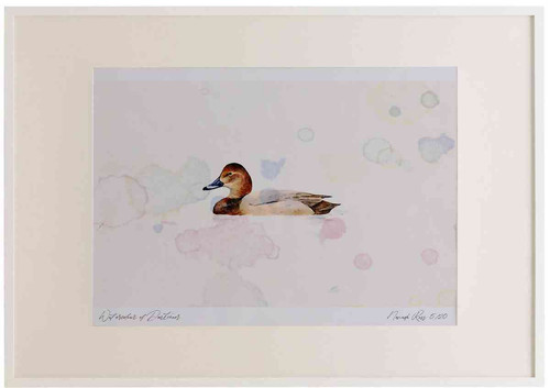 A2 pochard female.jpg
