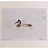 A2 pochard female
