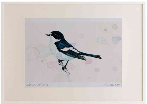 A2 pied flycatcher male.jpg