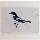 A2 pied flycatcher male