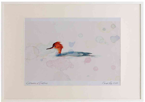 A2 red breasted merganser female