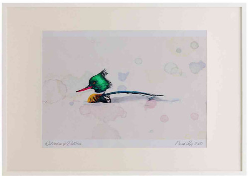 A2 red breasted merganser male