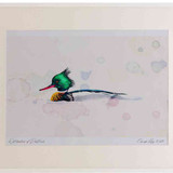 A2 red breasted merganser male