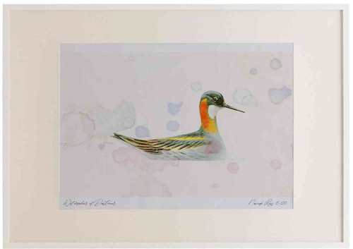 A2 red necked phalarope breeding plumage.jpg