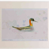 A2 red necked phalarope breeding plumage