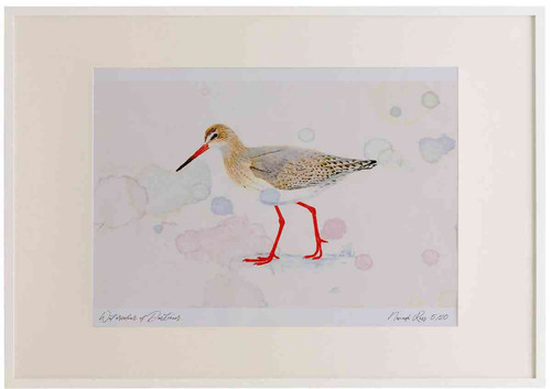 A2 redshank nonbreeding plumage.jpg