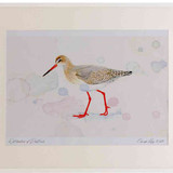 A2 redshank nonbreeding plumage