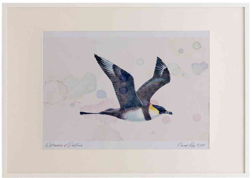A2 pomarine skua paleform.jpg
