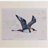 A2 pomarine skua paleform
