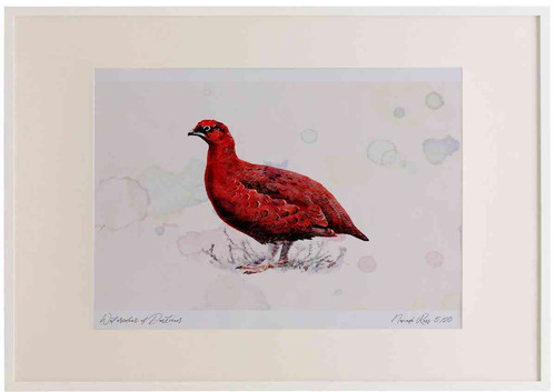 A2 red grouse male