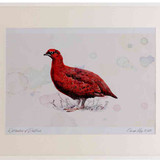 A2 red grouse male