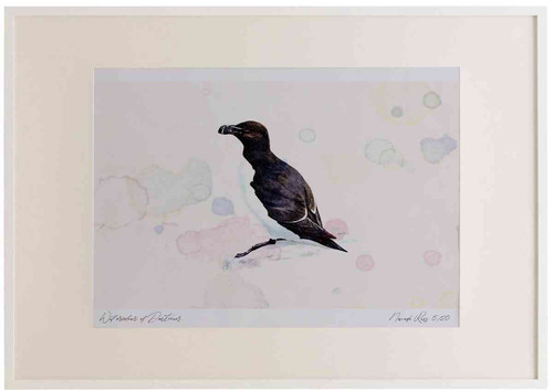 A2 razorbill breeding plumage.jpg