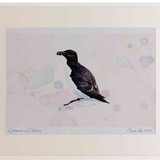 A2 razorbill breeding plumage