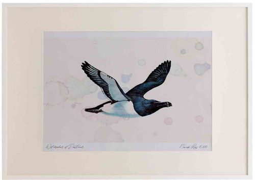 A2 razorbill inflight.jpg
