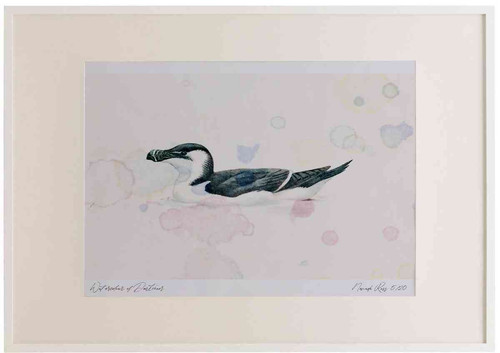 A2 razorbill nonbreeding plumage