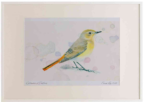 A2 redstart female.jpg