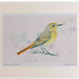 A2 redstart female