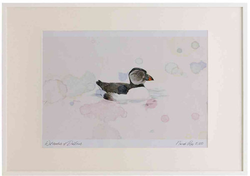 A2 puffin firstwinter.jpg