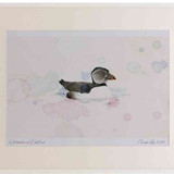 A2 puffin firstwinter