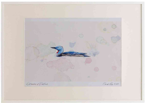 A2 red throated diver breeding plumage.jpg