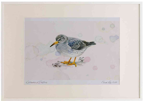 A2 purple sandpiper nonbreeding plumage.jpg