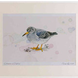 A2 purple sandpiper nonbreeding plumage