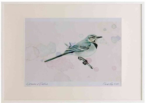 A2 pied wagtail juvenile.jpg
