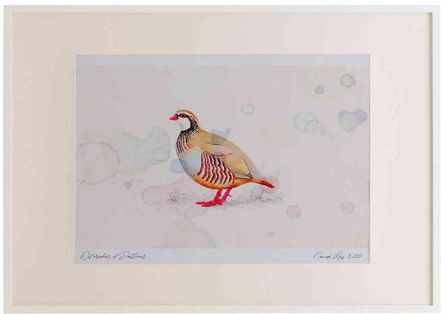 A2 red legged partridge